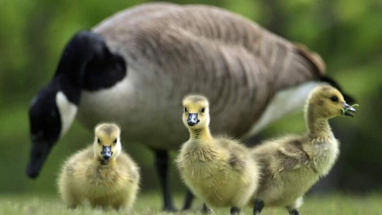 A mother Canada goose stands with three babies