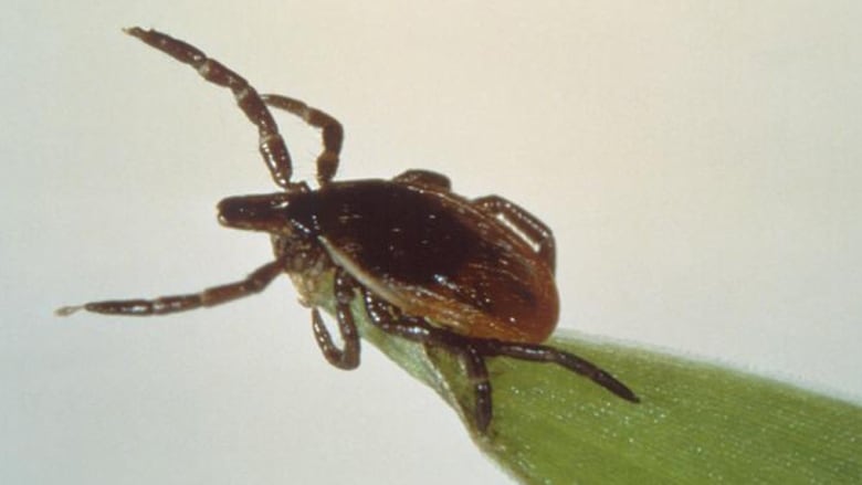 A deer tick, or blacklegged tick, on the tip of a blade of grass.