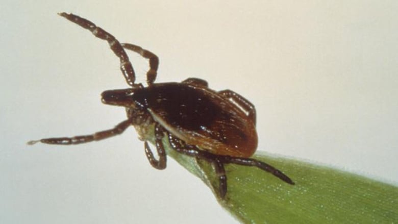 A deer tick, or blacklegged tick, on the tip of a blade of grass.