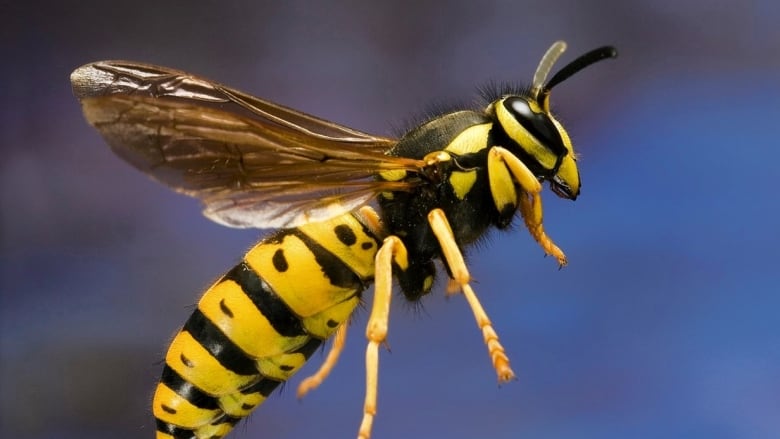 yellow jacket wasp