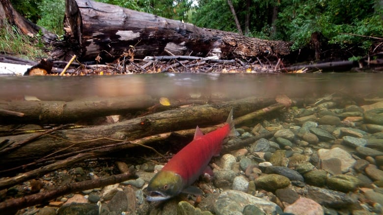 A red-coloured salmon is visible beneath shallow water. Pebbles and logs are visible.