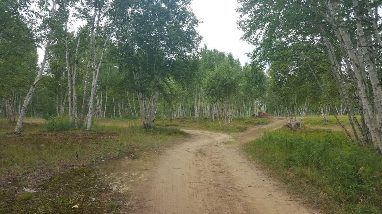 A trail in a wooded areaw.