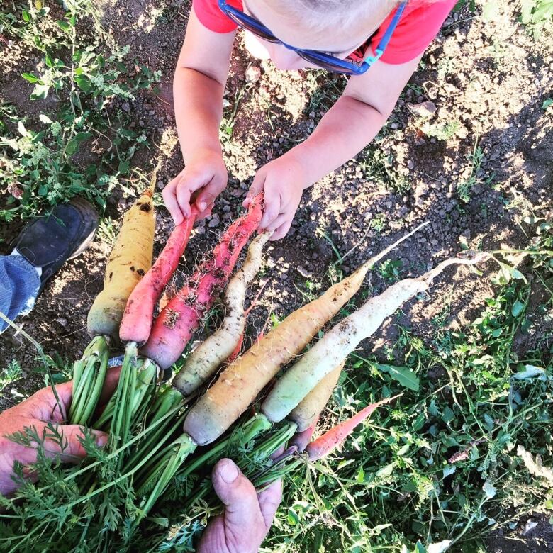 A girl standing in a garden holds carrots.