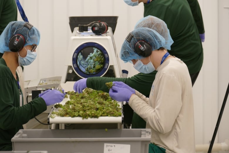 Three workers wearing masks and blue bonnets inspect cannabis at a production facility.