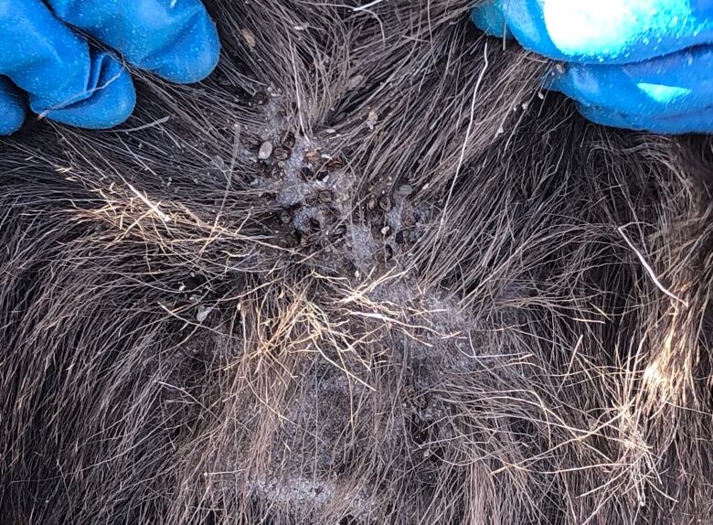 The hair is pulled back on a moose's hide to show a disgustingly large number of ticks.