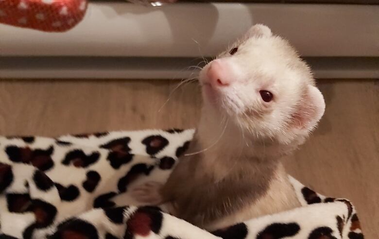 A white and beige ferret sits snugly in a leopard print blanket.  