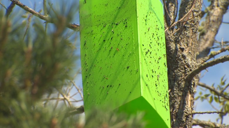 A neon green triangular glue prism trap in an ash tree in Halifax. Several bugs, including emerald ash borers, are stuck to the trap.