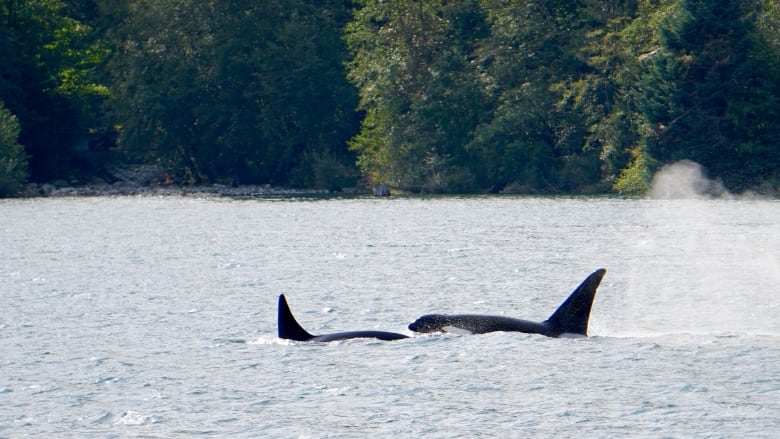 A pair of orcas swim close to shore in Juan de Fuca Strait off the B.C. coast.