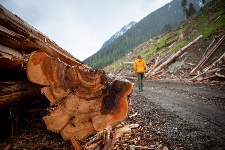 A man walks away from a large log from an old tree.