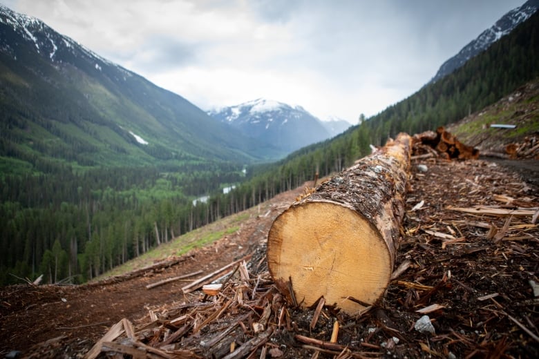 A cut log stands on a hill, with forests visible in the background.