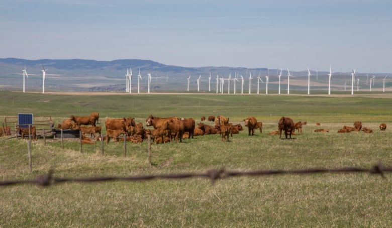 Cattle graze in front of a bank of wind turbines near Pincher Creek, Alta., in this file photo.