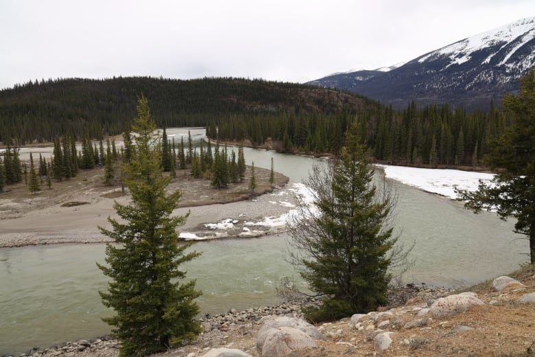 Pine trees surround a river as it winds through the mountains. 