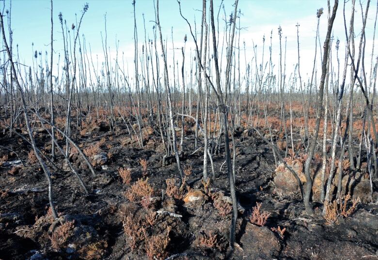 Burned ground and dead trees.