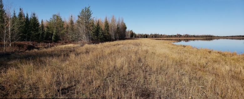 Grasses near a peatland swamp