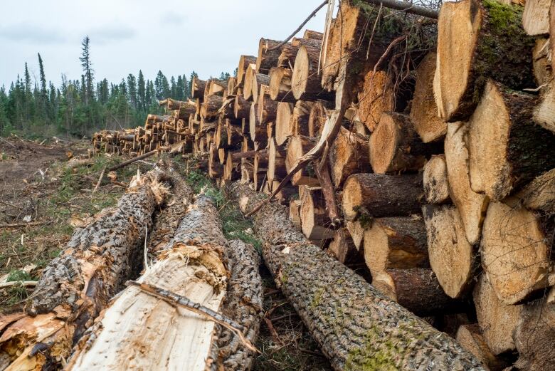 A long row of logs is scene at a forestry operation in a provincial park.