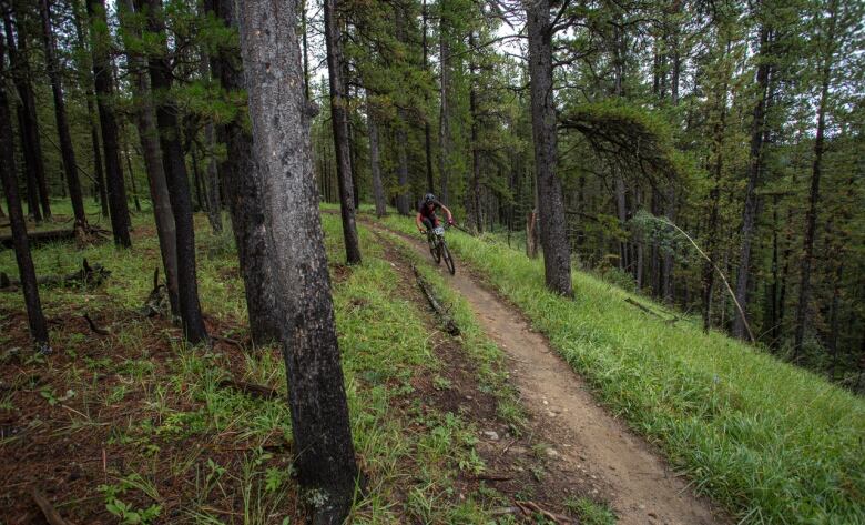 A man bikes on a trail through a forest