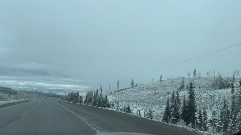 A snowy highway, with treetops covered with powder.