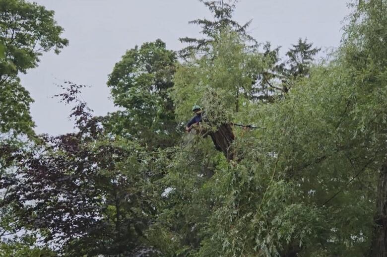 Tyler Ganton pruning an old tree. He says he has pruned most of the old trees on the island. 