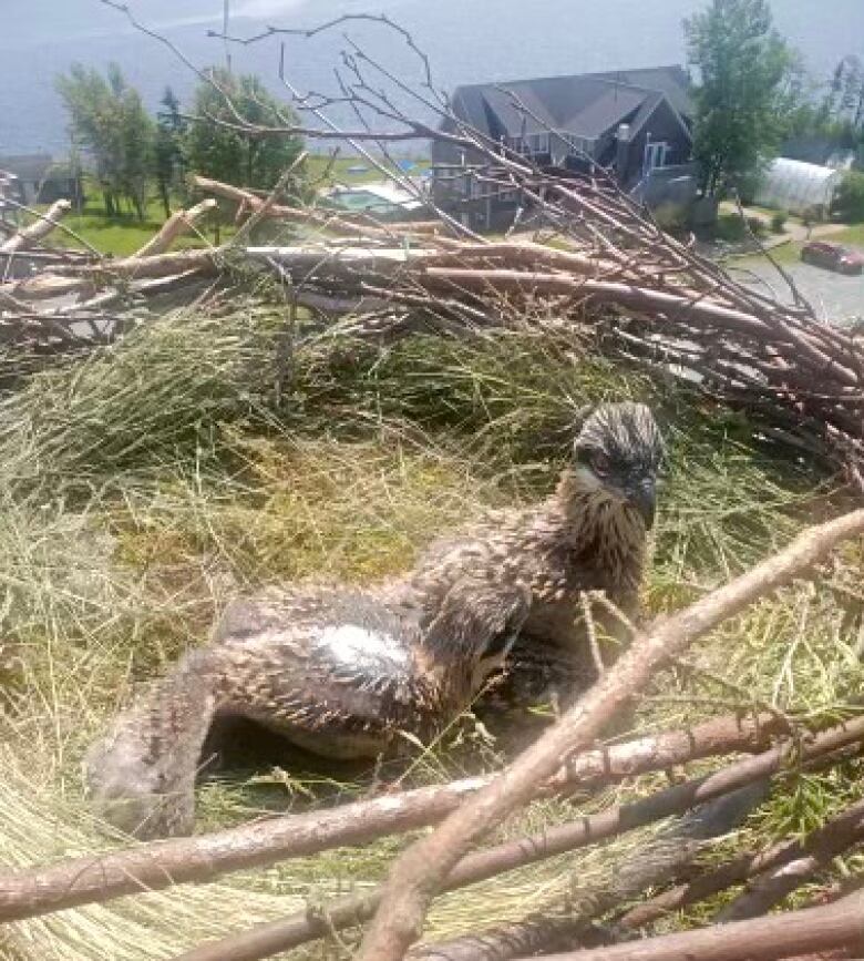 Two young osprey sit in a nest.