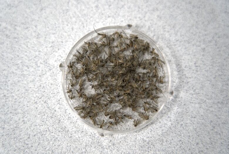 Petri dish full of mosquito carcasses on a grey background