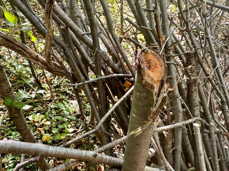 A pile of tree branches stands in a forest 