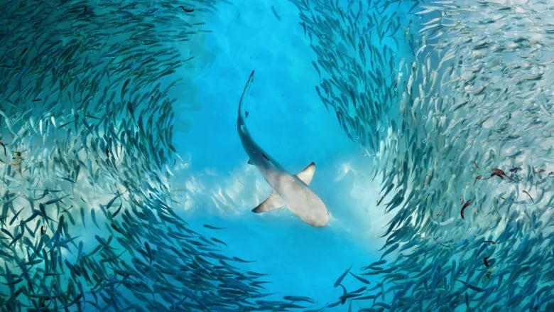 An underwater scene with a shark at centre and fish encircling the shark.