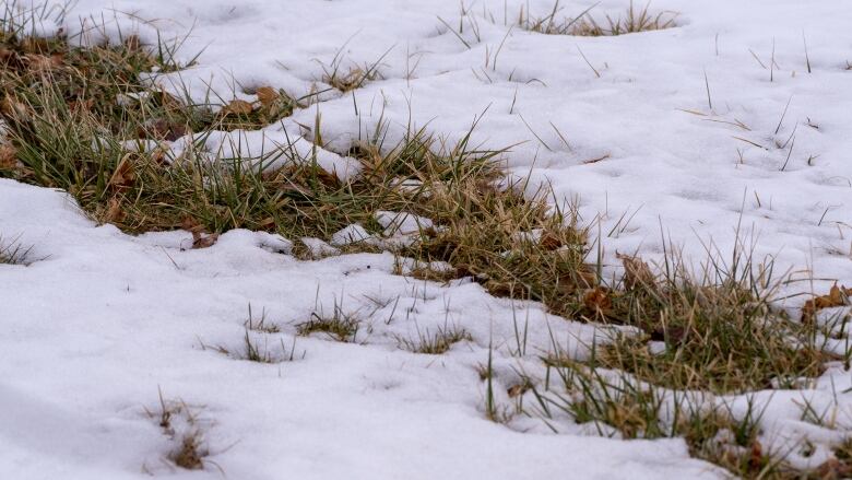 grass peaks through the snow 