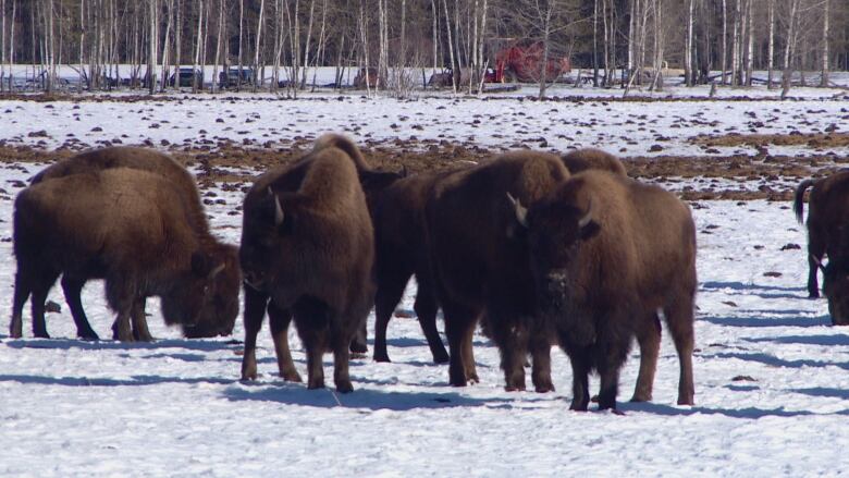 A group of bison stand on snow-covered lands.