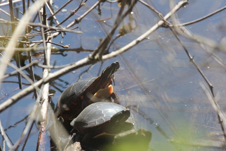 A turtle on a log in a tree