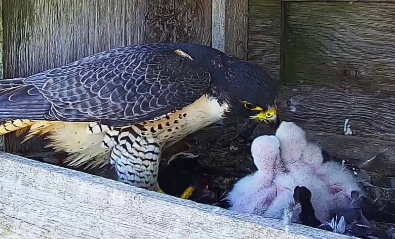 A large steely-blue falcom with a yellow beak drops food to a cluster of white chicks in a box.