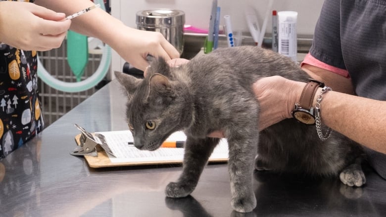 A grey cat is held on a steel table by a vet and his assistant. The assistant holds a syringe  