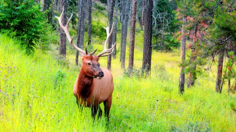 A large elk stands in a forested area.