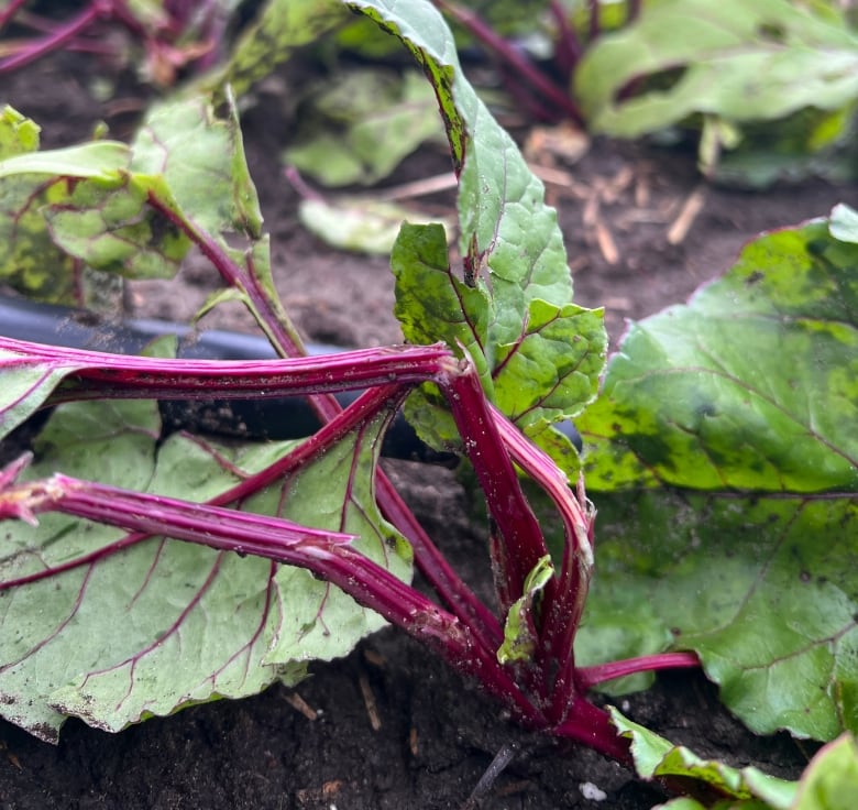 Broken beet stems pictured. 