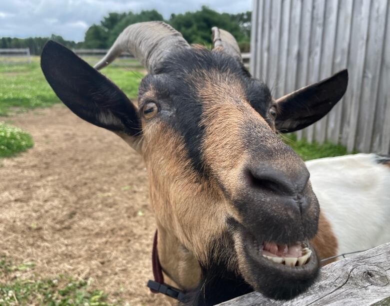 A beige and black colored alpine goat smiles with his nose close to the camera on a farm.