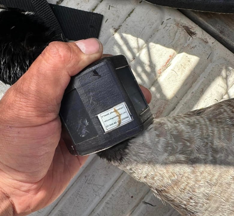 A close-up of a hand holding a goose's neck, showing a black plastic collar with an email address. 