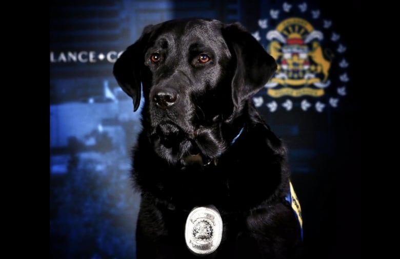 A black lab with a police badge sits in front of the Calgary Police Service logo.