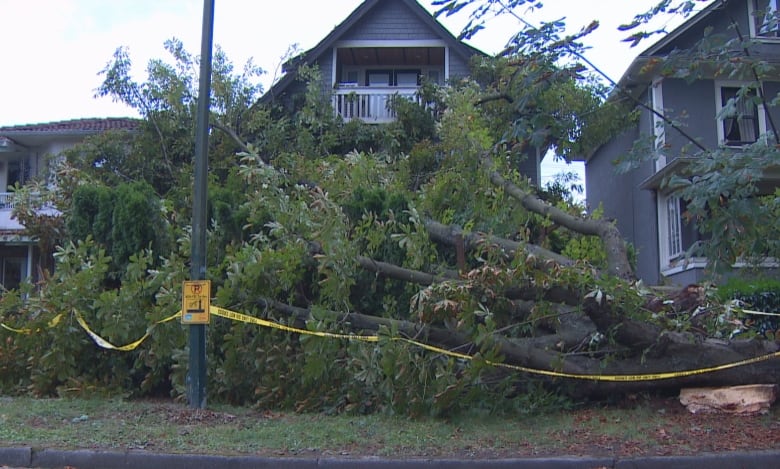 A massive tree covers a house.